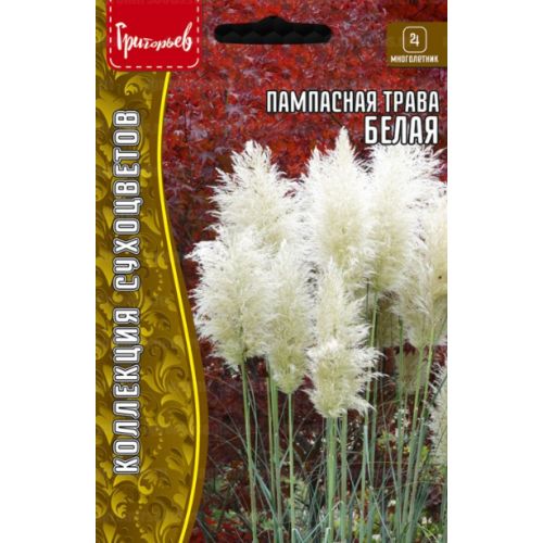 Цветы Пампасная трава белая (РО)