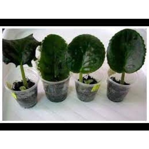 Комнат.цветы Фиалка Узумбарская -Листик укорен 1шт