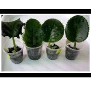 Комнат.цветы Фиалка Узумбарская -Листик укорен 1шт