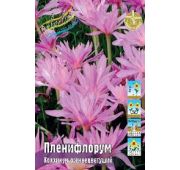 Колхикум Пленифлорум (осенний) 1шт