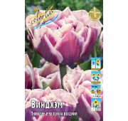 Тюльпан Виндхэм (махр.поздн) 1шт