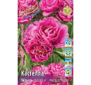 Тюльпан Кастелла (2-й эффект) 1шт