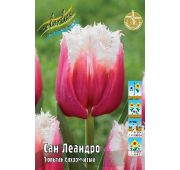 Тюльпан Сан Леандро (бахром) 1шт