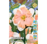Нарцисс Кассанова 1шт