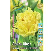 Тюльпан Лемон Шоот (2-й эффект) 1шт