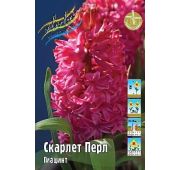 Гиацинт Скарлет Перл Шоубокс 1шт
