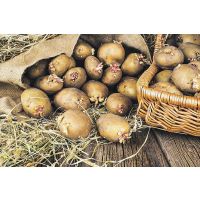 Описание посадки картофеля «под лопату»